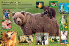 Alternative view 6 of Animals: A Visual Encyclopedia (An Animal Planet Book)