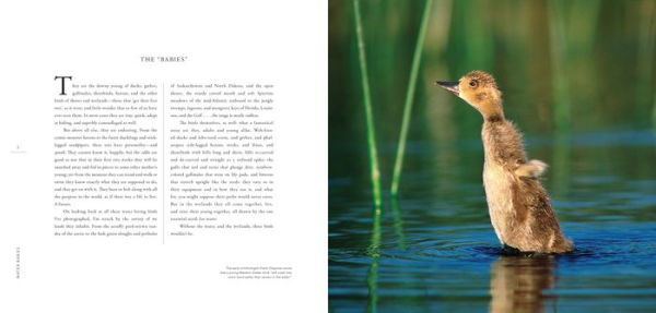 Water Babies: The Hidden Lives of Baby Wetland Birds