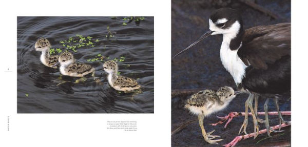 Water Babies: The Hidden Lives of Baby Wetland Birds