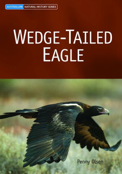 Wedge-tailed Eagle