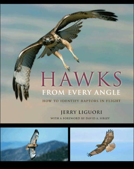 Hawks from Every Angle: How to Identify Raptors Flight