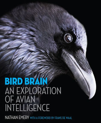 Bird Brain: An Exploration of Avian Intelligence
