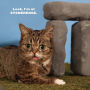 Alternative view 4 of Lil BUB's Lil Book: The Extraordinary Life of the Most Amazing Cat on the Planet