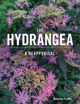 The Hydrangea: A Reappraisal