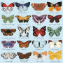 Alternative view 3 of Butterflies of North America 500 Piece Family Puzzle