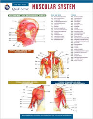 Title: Muscular System - REA's Quick Access Reference Chart, Author: Editors of REA