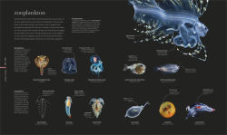 Alternative view 2 of Oceanology: The Secrets of the Sea Revealed