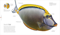 Alternative view 3 of Oceanology: The Secrets of the Sea Revealed