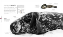 Alternative view 4 of Oceanology: The Secrets of the Sea Revealed