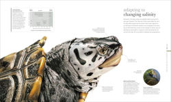 Alternative view 5 of Oceanology: The Secrets of the Sea Revealed