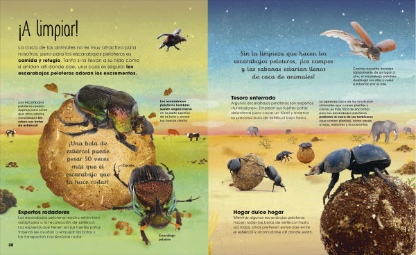 La vida secreta de los insectos (The Book of Brilliant Bugs)