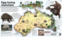 Alternative view 2 of Animal Atlas
