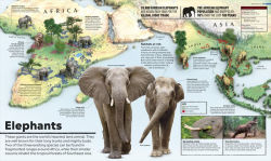 Alternative view 4 of Animal Atlas