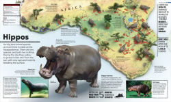 Alternative view 5 of Animal Atlas