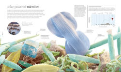 Alternative view 2 of Micro Life: Miracles of the Miniature World Revealed