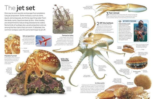 Eyewitness Ocean