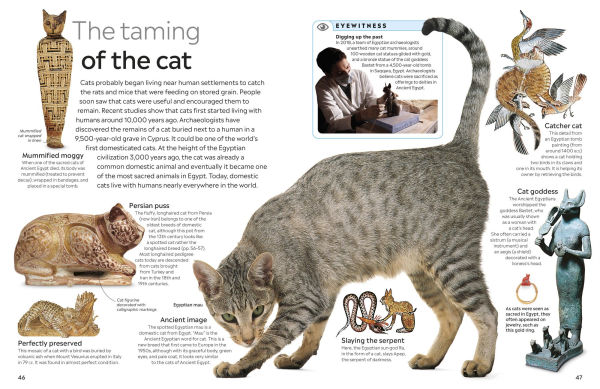 Eyewitness Cat