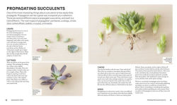 Alternative view 4 of Succulents: Everything You Need to Select, Pair and Care for Succulents