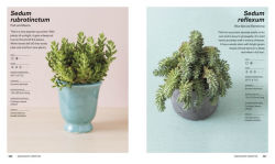 Alternative view 9 of Succulents: Everything You Need to Select, Pair and Care for Succulents