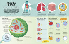 Alternative view 2 of Active Learning! Human Body: More than 100 Brain-Boosting Activities that Make Learning Easy and Fun