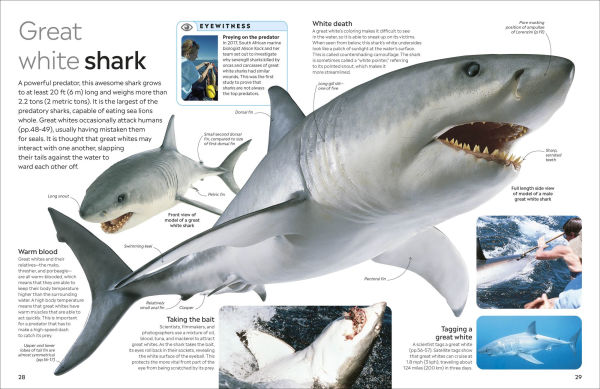 Eyewitness Shark: Dive into the fascinating world of sharks