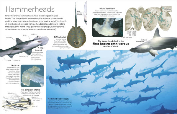 Eyewitness Shark: Dive into the fascinating world of sharks
