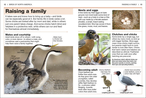 Pocket Genius Birds of North America
