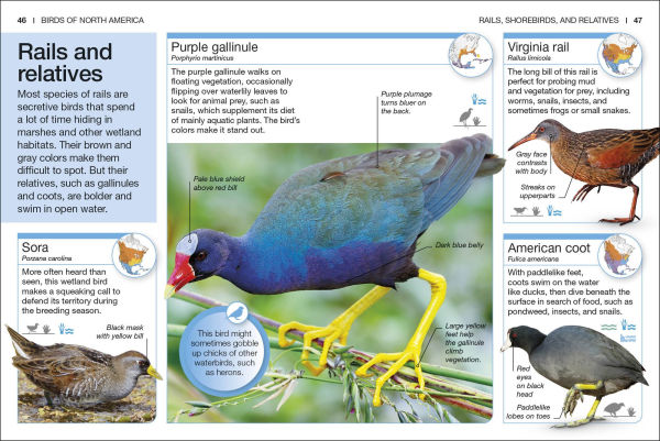 Pocket Genius Birds of North America