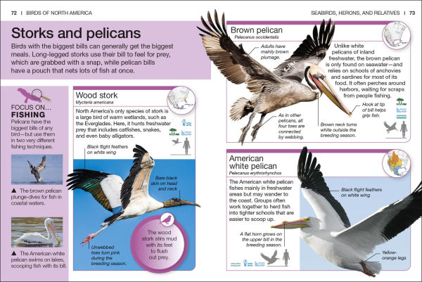 Pocket Genius Birds of North America