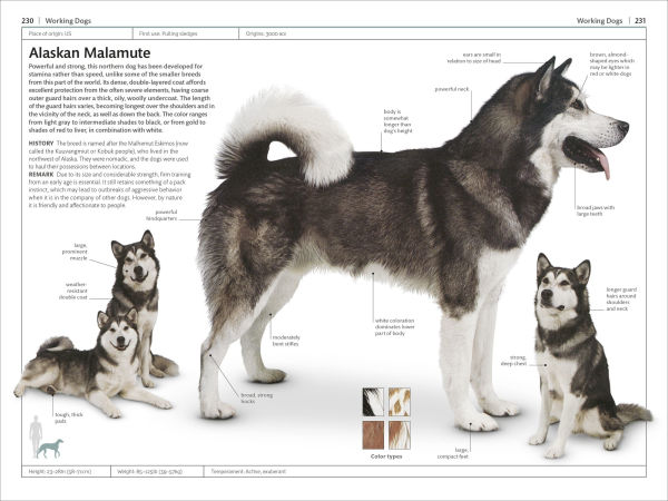 Dogs