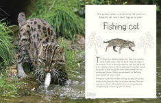 Alternative view 5 of An Anthology of Aquatic Life