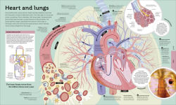 Alternative view 2 of How Everything Works: From Brain Cells to Black Holes