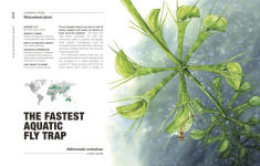Alternative view 3 of Hortus Curious: Discover the World's Most Weird and Wonderful Plants and Fungi