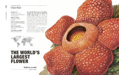 Alternative view 6 of Hortus Curious: Discover the World's Most Weird and Wonderful Plants and Fungi