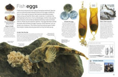 Alternative view 3 of Eyewitness Fish