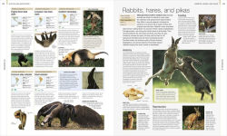 Alternative view 3 of Animal: The Definitive Visual Guide