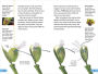 Alternative view 3 of DK Super Readers Level 4 Plants Bite Back