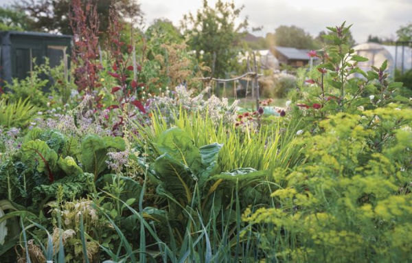 Rekha's Kitchen Garden: Seasonal Produce and Homegrown Wisdom from a Year One Gardener's Plot