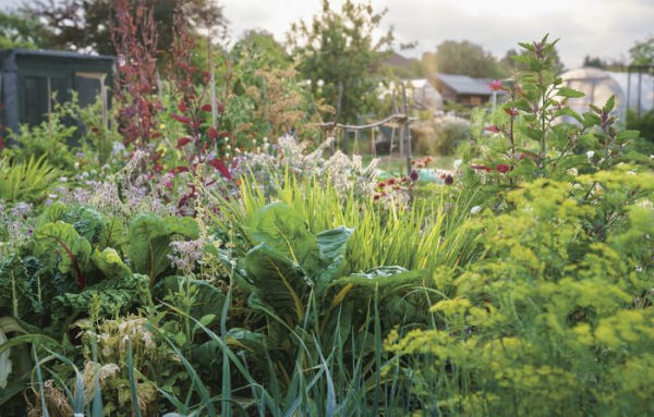 Rekha's Kitchen Garden: Seasonal Produce and Homegrown Wisdom from a Year in One Gardener's Plot