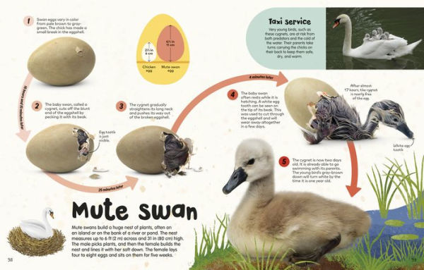 The Egg Book: See How Baby Animals Hatch, Step By Step!