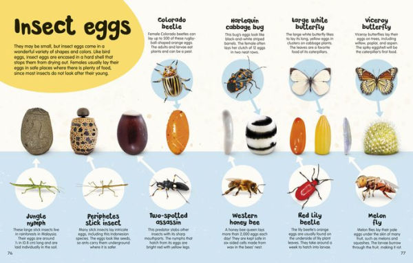 The Egg Book: See How Baby Animals Hatch, Step By Step!