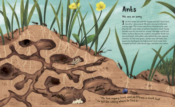 My Animal Family: Meet the Different Families of Kingdom