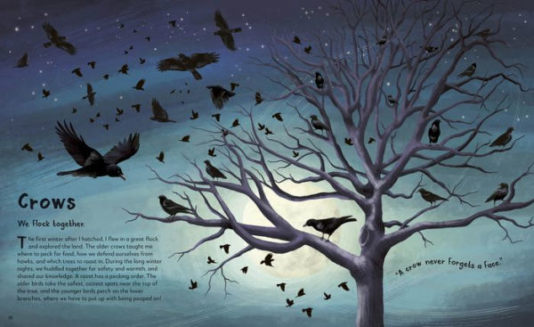 My Animal Family: Meet the Different Families of Kingdom