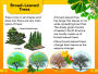Alternative view 3 of DK Super Readers Level 2 The Secret Life of Trees