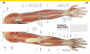 Alternative view 4 of The Complete Human Body: The Definitive Visual Guide