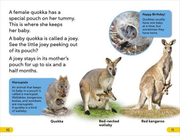 DK Super Readers Level 2 Quokkas