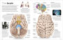 Alternative view 3 of Eyewitness Human Body