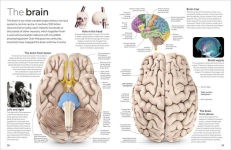 Alternative view 3 of Eyewitness Human Body