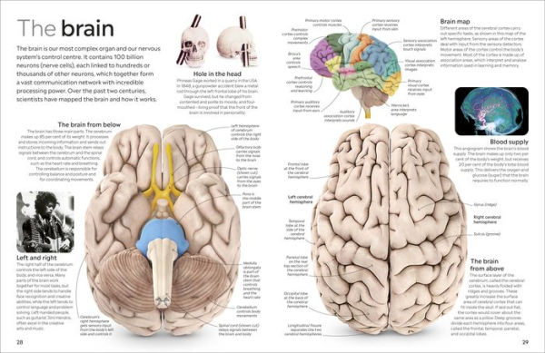 Eyewitness Human Body