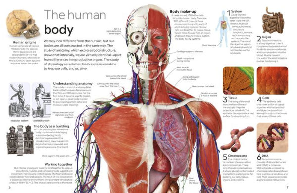 Eyewitness Human Body